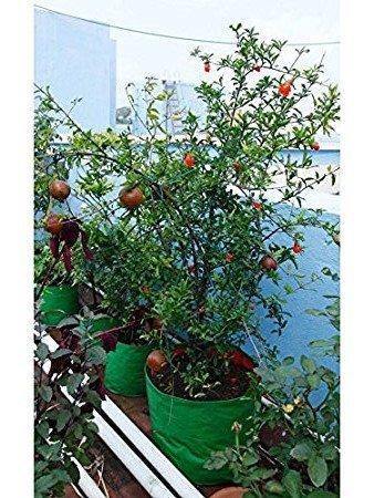 Sparkenzy Big Size Terrace Gardening Grow Bag for Fruits, Banana, 24" X 24" (Pack of 1)