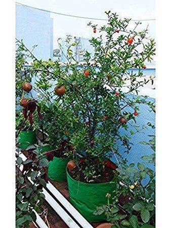 Sparkenzy Big Size Terrace Gardening Grow Bag for Fruits, Banana, 24" X 24" (Pack of 1) - Sparkenzy.com