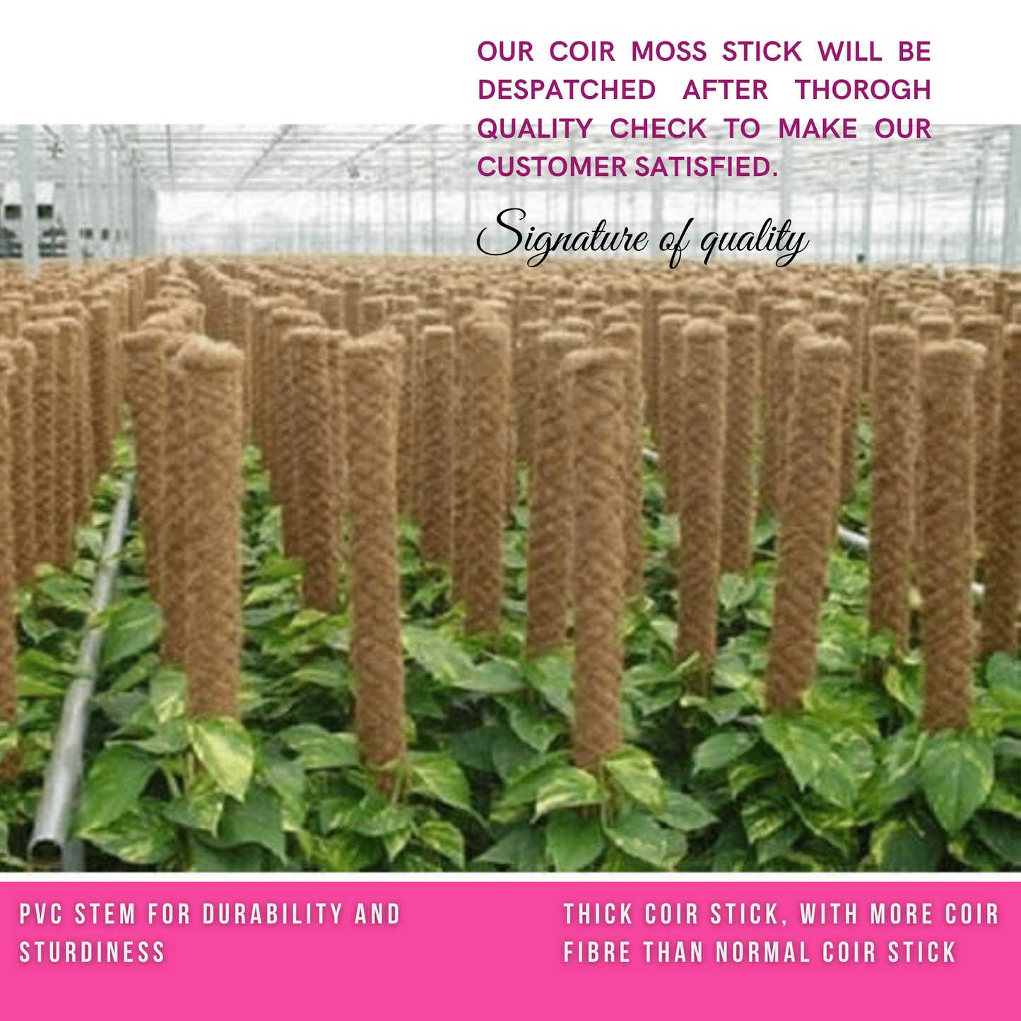 Moss Stick for money plants | Finest coir | 60% Offer