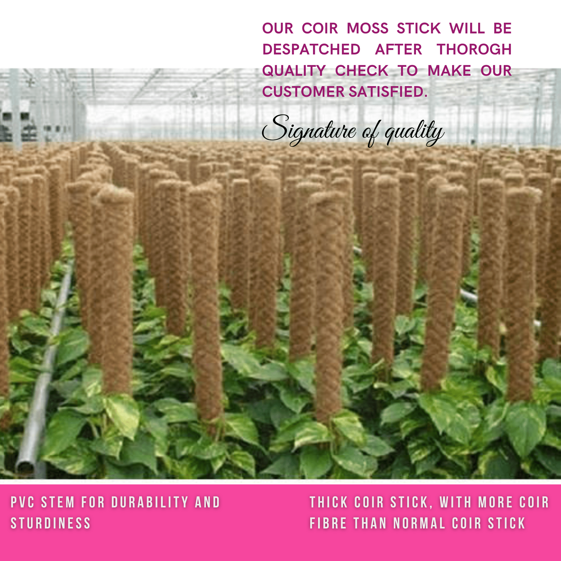 Moss Stick for money plants | Finest coir | 60% Offer