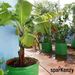 Sparkenzy Big Size Terrace Gardening Grow Bag for Fruits, Banana, 24" X 24" (Pack of 1) - Sparkenzy.com